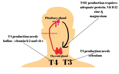 Nutritional Strategies for Managing Thyroid Disorders
